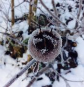 Mispel-Siebenbrnn-Carinthia