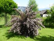 Siebenbrnergarten-Arnoldstein-Carinthia